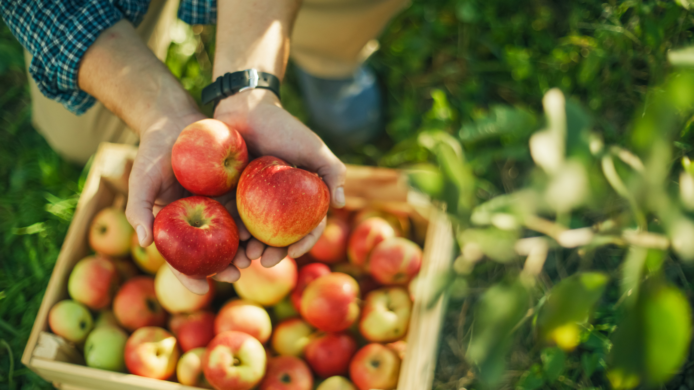 Take a bite out of Apple Fest with fresh fruit, baked favorites…