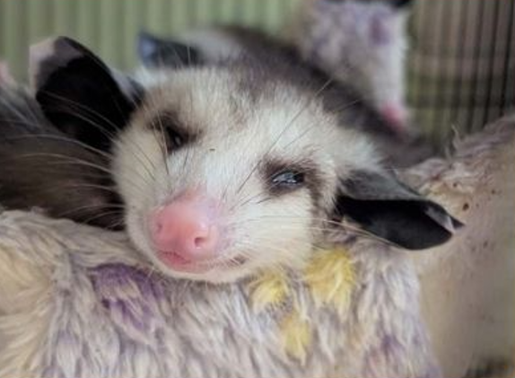 Care for Humane Indiana Wildlife through Strack & Van Til Checkout Challenge